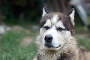 Arctic Malamute with blue eyes muzzle portrait close up. This is a fairly large dog native type photo