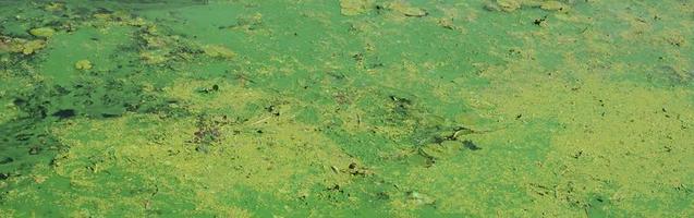 The surface of an old swamp covered with duckweed and lily leaves photo