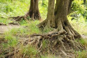 poderosas raíces de un árbol viejo en un bosque verde durante el día foto