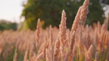 Wild grass in the wind at the forest edge, silhouettes of copper-colored grass in the rays of the sun at sunset, close-up blurred background, 4k real-time video, shallow depth of field video