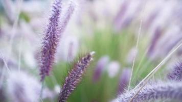 luminosa sfondo di viola erba nel il parco. erba si sposta nel raffiche di vento, video metraggio 4k nel vero volta. idea per un' salvaschermo di il ecologia di urbano spazi