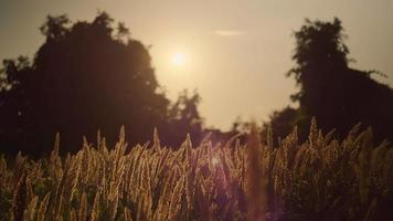 4k echte tijd video, de beweging van gras in de terug stralen van de zon, detailopname. silhouetten van aartjes van gras tegen de backdrop van zonsondergang. natuur beeldmateriaal screensaver idee. video