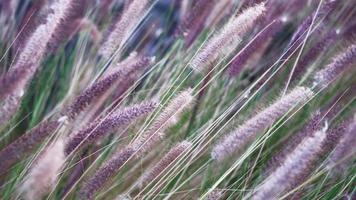 Purper gras achtergrond, camera in beweging naar voren, selectief focus Aan oren van gras, 4k leven video filmmateriaal. idee voor een screensaver over de ecologie van stedelijk ruimten