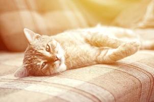 Close up of a sad and lazy tabby cat napping on the couch outdoors in evening photo