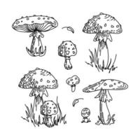 agárico de mosca, amanita, hongo venenoso no comestible. hermosa ilustración de boceto gráfico dibujado a mano. para pegatinas, carteles, postales, elementos de diseño vector