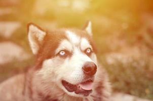 Arctic Malamute with blue eyes muzzle portrait close up. This is a fairly large dog native type photo