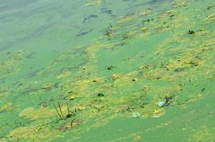 The surface of an old swamp covered with duckweed and lily leaves photo