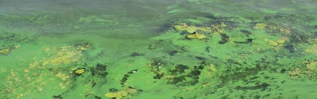 la superficie de un viejo pantano cubierto de lenteja de agua y hojas de lirio foto