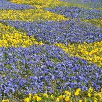 Beautiful violet and yellow blossoming pansies in the spring garden photo