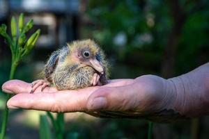 Pigeon cheeper nestling little sitting on hand photo