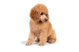 Cute poodle puppy apricot color sitting and looking to the side. photo