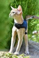 Young Abyssinian cat color Faun with a leash walking around the yard. Pets walking outdoors, adventures n the Park. photo