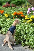 Young Abyssinian cat color Faun with a leash walking around the yard. Pets walking outdoors, adventures n the Park. photo