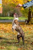 Boston terrier dog outside. Dog in beautiful red and yellow park in autumn photo