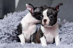 Two cute Boston Terrier puppies are sitting in a blanket on the bed photo