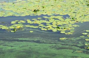 The surface of an old swamp covered with duckweed and lily leaves photo