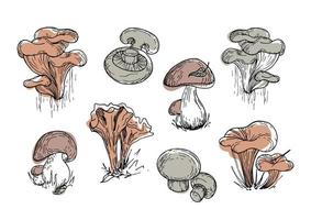 Set of edible mushrooms. Vintage botanical illustration. Graphic objects, trendy natural earth tones. Gathering in the autumn forest. For menu, book, cafe, healthy food design. National Mushroom Day vector