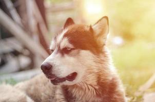 Arctic Malamute with blue eyes muzzle portrait close up. This is a fairly large dog native type photo