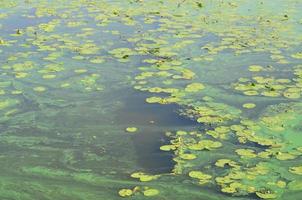 The surface of an old swamp covered with duckweed and lily leaves photo