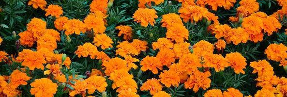 A large number of beautiful bloomed yellow marigolds in an open air flowerbed photo