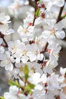 Pink Apple Tree Blossoms with white flowers on blue sky background photo