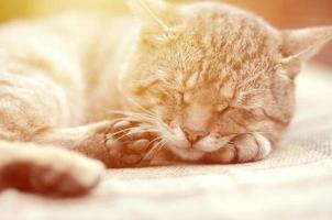 Close up of a sad and lazy tabby cat napping on the couch outdoors in evening photo