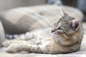 Close up of a sad and lazy tabby cat napping on the couch outdoors in evening photo