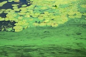 The surface of an old swamp covered with duckweed and lily leaves photo