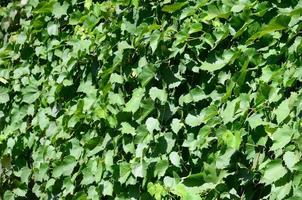 textura de una pared cubierta de hiedra de hojas verdes en un viñedo foto