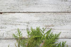 Thuja twigs on wooden background with copy space photo