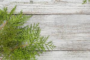 Thuja twigs on wooden background with copy space photo