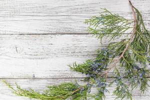 Thuja twigs on wooden background with copy space photo