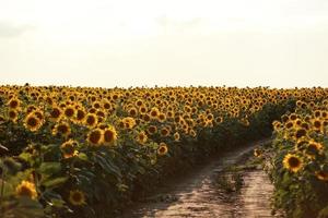 paisaje con camino de tierra entre prados de campos de girasoles en flor en el día de verano en los rayos del atardecer. agricultura, campos y pastos. diseño de la naturaleza. agricultura de producción de aceite de girasol y semillas foto