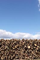 bunch of felled trees near a logging site. Piles of wooden logs under blue sky. place for text photo