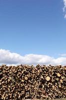 montón de árboles talados cerca de un sitio de tala. montones de troncos de madera bajo un cielo azul. lugar para texto foto