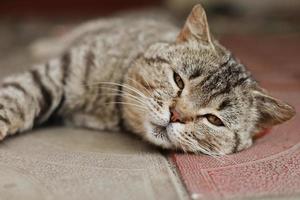 British cat. The portrait was made at lunchtime when the cat lay down to rest. The cat looks at the camera photo