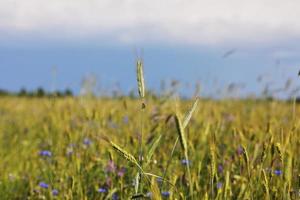 A close-up of some green ears in a wheat field ripening before harvest in a sunny day. ripening ears of wheat. Juicy fresh ears of young green wheat in spring. Green Wheat field. selective focus photo