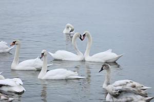 White swan flock in spring water. Swans in water. White swans. Beautiful white swans floating on the water. swans in search of food. selective focus photo