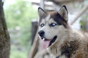 Arctic Malamute with blue eyes muzzle portrait close up. This is a fairly large dog native type photo