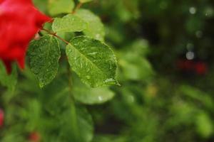 A closeup of wet leaves and a red rose flower from the rain growing in the garden photo