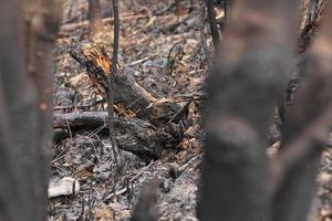 Burnt grass after a fire in the forest. Grass burned to ashes with blurred background. photo