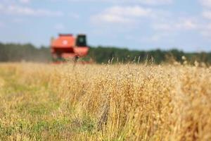 combine harvester driving through field collecting grain in summer. Harvesting of early grains and winter wheat. Agricultural machinery rides to camera collecting wheat. Cultivation of organic wheat. photo