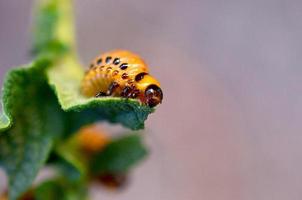 Colorado potato beetle larvae eat leaf of young potato photo