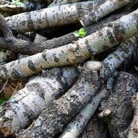 Closeup of firewood from old poplar with rough white bark photo