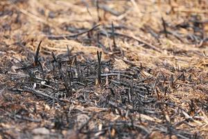 burned grass from fire. Brown natural background. Burned land, grass and leaves in spring wood. Horizontal color photography. selective focus. photo