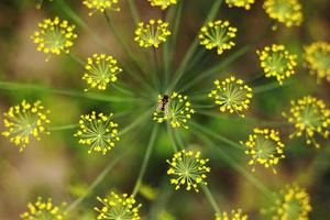 flores amarillas de eneldo, anethum graveolens. de cerca. en el campo abierto en el jardín crece eneldo vegetal foto