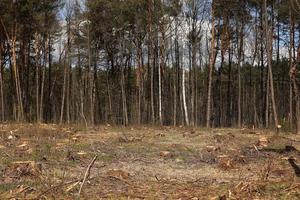 Troncos de madera de pino recién cortados ilegalmente en el bosque de pinos, imagen conceptual de la deforestación. tocones de árbol. enfoque selectivo. foto