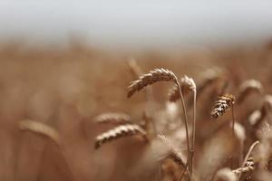 ears of wheat close up. Wheat field. Ears of golden wheat close up. Beautiful Nature Sunset Landscape. Background of ripening ears of meadow wheat field. Rich harvest Concept. Label design photo