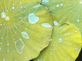 natural morning dew on lotus leaf photo