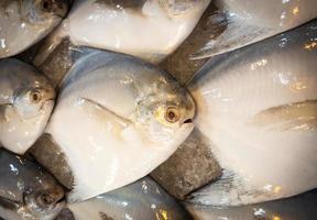 caballa fresca colocada en un puesto en el mercado foto